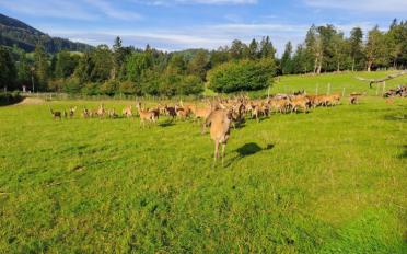 Appartement 1.5 pièces - image - 12