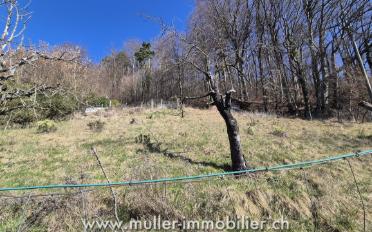 Chalet 5.5 Zimmer - image - 5