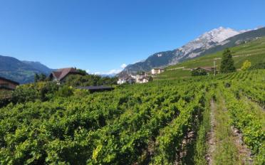 Maison jumelée 5.5 pièces - image - 6