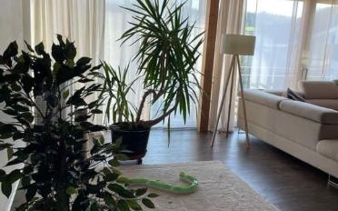 Wohnung 5.5 Zimmer - image - 4