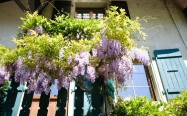Maison contiguë - image - 1